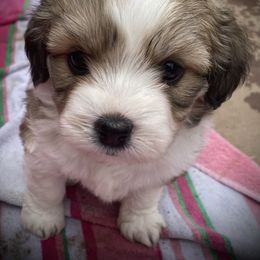 Aussiedoodle and Australian Shepherd Puppies from Sunrise Mountain Aussies