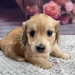 Reba AKC - Cream female Dachshund puppy in Jena, Louisiana from Amy’s Mini Doxies