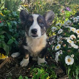 Boy 3 - Black and white male Cardigan Welsh Corgi puppy in Middleport, New York from AroHawk Corgis