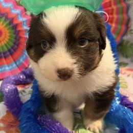 Dugan - Red tri-color male Miniature American Shepherd puppy in Garysburg, North Carolina from Schaefer's Miniature American Shepherds
