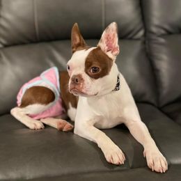 Belle - Boston Terrier