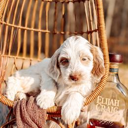 Oakley - Caramel cream female Australian Labradoodle puppy in Decatur, Alabama from Southern Meadows Doodles