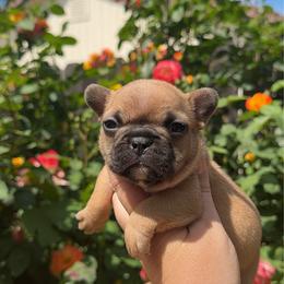 Violet - Fawn female French Bulldog puppy in Galt, California from The three little frenchies