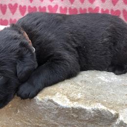 Brown Collar Boy - Cane Corso puppy in Jeffersonville, Kentucky from K9 Guardian Cane Corso