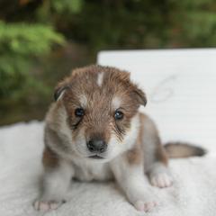 Tamaskan Puppies from Ageli Lykon