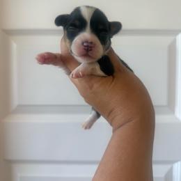 Ford - Black and tan male Pembroke Welsh Corgi puppy in Red Bluff, California from Wilder Ranch Corgis