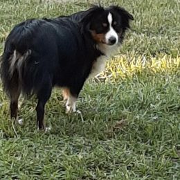 Miniature Australian Shepherd All Grown Up from Mikki's Toy Aussies