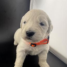Teddy - Light golden male Golden Retriever puppy in Marshfield, Missouri from Charm Puppies