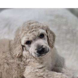 Conrad - Cream male Poodle puppy in Conroe, Texas from Pear house farm