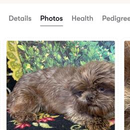 Johnny - Shih Tzu