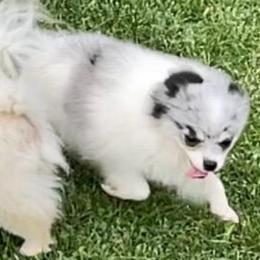 Lilly - Pomeranian
