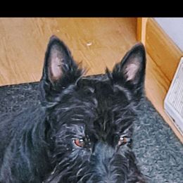 Coco - Scottish Terrier