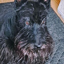 Coco - Scottish Terrier
