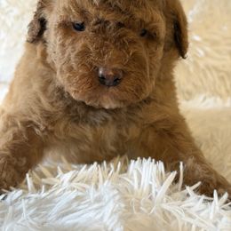 Male 1 - Red  male Goldendoodle puppy in Haleyville, Alabama from Susan’s Prefurred Doodles