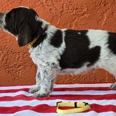 Leonberger and Spinone Italiano Puppies from Starfire Leonbergers and Spinone Italiano