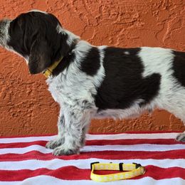 Leonberger and Spinone Italiano Puppies from Starfire Leonbergers and Spinone Italiano