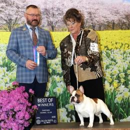 French Bulldog All Grown Up from Maier Kennels