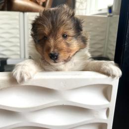 Shetland Sheepdog Puppies from Southern Charm Sheltie’s