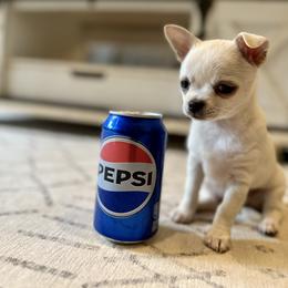 Chihuahua Puppies from Brooks Grove Canines LLC