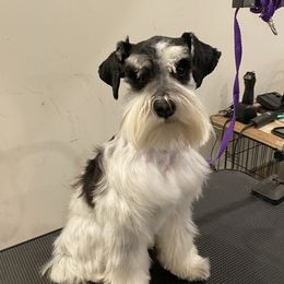 Newt - Miniature Schnauzer