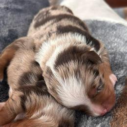 Boy 3 - Red merle male Toy Australian Shepherd puppy in Sulphur, Louisiana from Triple J Aussies and Corgis