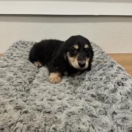 Mowgli - Black and cream male Dachshund puppy in Early, Texas from Ryan House Dachshunds