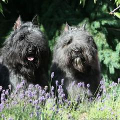 Bouvier des Flandres and Japanese Chins from Cobeauche Bouviers