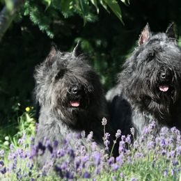 Bouvier des Flandres and Japanese Chins from Cobeauche Bouviers