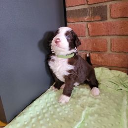 Aussiedoodle and Poodle Puppies from Waterford Doodle Farm