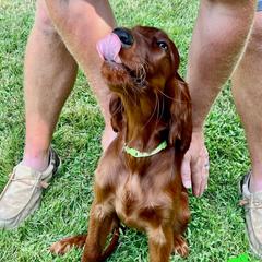 Mr Green - Mahogany male Irish Setter puppy in Leslie, Arkansas from Shakarri Irish Setters