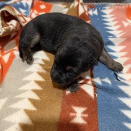 German Shepherd Puppies from Smithcoshepherds