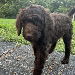Debra (pink collar) - Brown Poodle puppy in Aurora, Missouri from High Standard Poodles