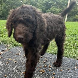 Debra (pink collar) - Brown Poodle puppy in Aurora, Missouri from High Standard Poodles