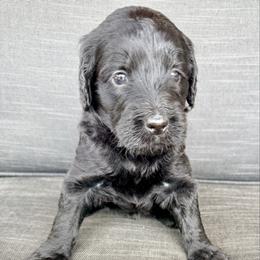 Belle - Black female Assorted Doodle Crosses puppy in Irmo, South Carolina from Kava Kennels