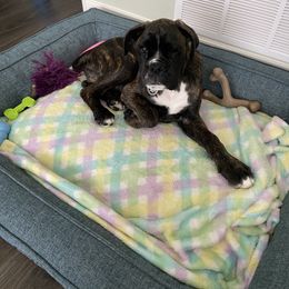 Boxer Puppies from Von Royal Dell’Infinite