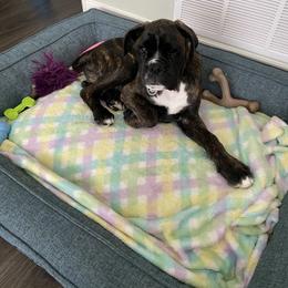 Boxer Puppies from Von Royal Dell’Infinite