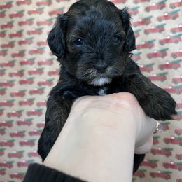 Havapoo and Poodle Puppies from Pepper Potts Puppies