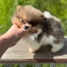 Par - Orange parti Pomeranian puppy in Zionville, North Carolina from Shaner Poms