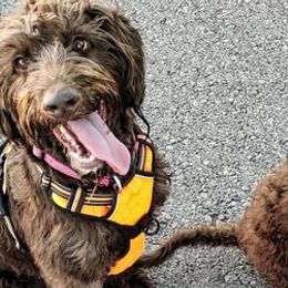 Labradoodles from Kneesbutte Doodles
