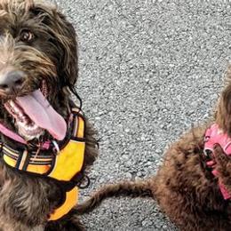 Labradoodles from Kneesbutte Doodles