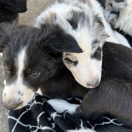 Border Collie Puppies from Roaring River Border Collies