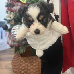 Tink - Black tri female Toy Australian Shepherd puppy in Puryear, Tennessee from A&W Toy Aussies