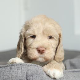 Green - Caramel male Australian Labradoodle puppy in Williamstown, New York from Lewis Manor Labradoodles