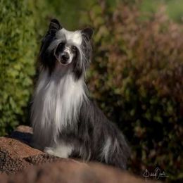 Banner - Chinese Crested