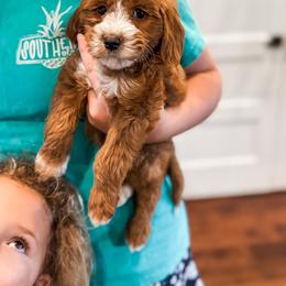 Edisto - Apricot male Goldendoodle puppy in Belton, South Carolina from Poodley Doodley Doo