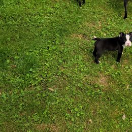 Boston Terrier Puppies from The Christian Bostons