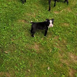 Boston Terrier Puppies from The Christian Bostons