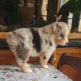 Ziggy - Blue merle male Australian Shepherd puppy in Guthrie, Oklahoma from 2bar Aussies