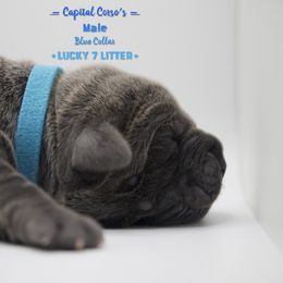 Boy 1 - Gray Cane Corso puppy in California from Capital Corsos
