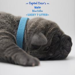 Boy 1 - Gray Cane Corso puppy in California from Capital Corsos
